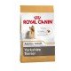 RAÇÃO ROYAL CANIN YORKSHIRE TERRIER - CÃES ADULTOS