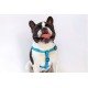 PEITORAL ZEE DOG PADRAO BUZZ P